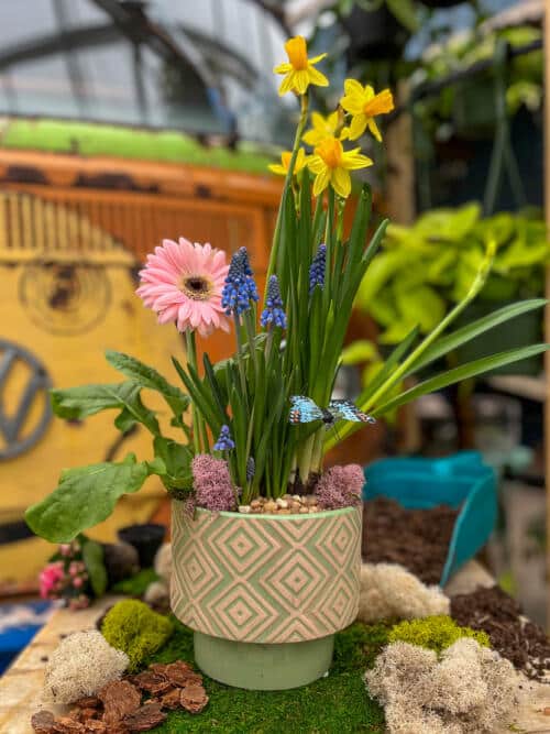 The Watering Can | This kit features a mint green pot, a gerbera, daffodils and muscari plus decorations.