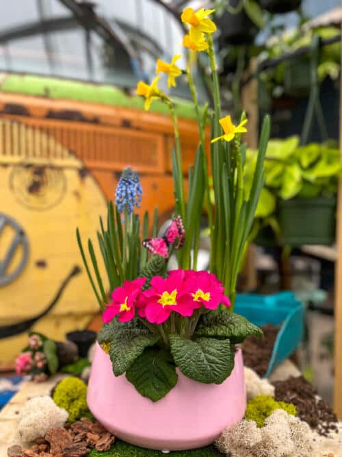 The Watering Can | This kit features a pink pot, daffodils, muscari and a primula and comes with a variety of decorations.