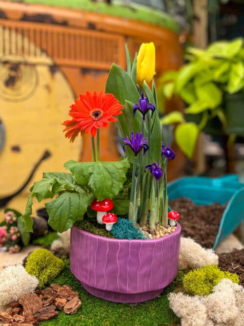 The Watering Can | This kit includes a purple ceramic pot and comes with a gerbera, a tulip, irises and decorations.