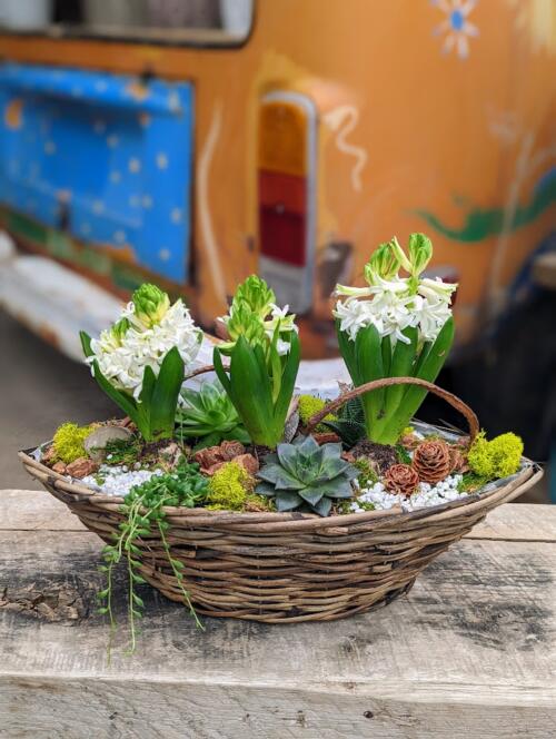 The Watering Can | A spring bulbs and succulents planter in a boat shaped basket.