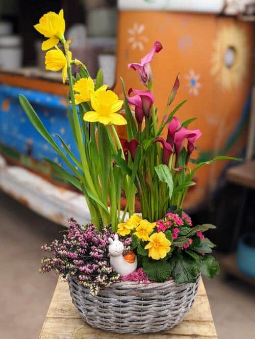 The Watering Can | A spring planter, with daffodils, calla, heather, primula, kalanchoe, and a ceramic snail in a grey basket.