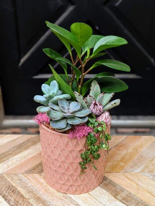 The Watering Can | A succulent planter in a pink ceramic container.