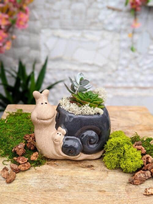 The Watering Can | This kit features a ceramic shaped like a snail with its baby and comes with 2 succulents, moss and soil.