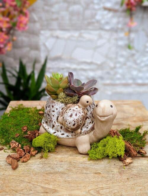 The Watering Can | This kit features a ceramic shaped like a snail and its baby and comes with 2 succulents, moss and soil.