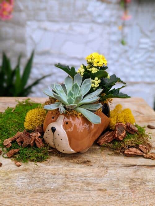 The Watering Can | This kit features a dog ceramic and comes with a succulent, kalanchoe, soil and moss.