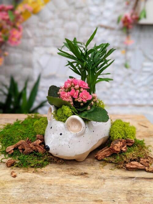 The Watering Can | This kit features a ceramic mouse and comes with a tropical plant, a kalanchoes, soil and moss.