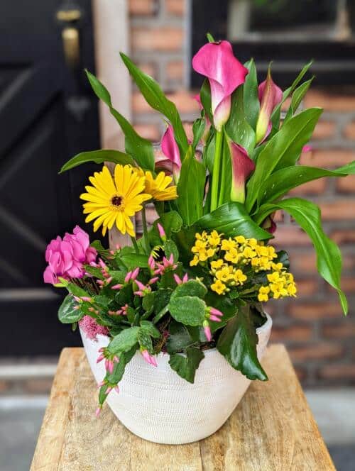 A large white oval ceramic container. Filled with vibrant pink calla lilies, yellow gerberas, pink cyclamen, a spring cactus and layers of green and pink moss.