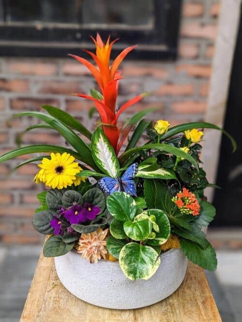 A large round ceramic with a concrete look. Featuring a bright orange bromeliad, yellow mini roses, yellow gerberas, orange kalanchoes. Purple african violets, verigated peperomia and a bed of green mosses.