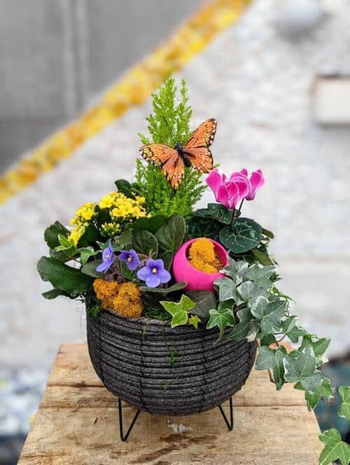 A medium grey basket with black wire legs. Overflowing with colourful tropicals. Featuring a bright green lemon cyrpress tree, yellow kalanchoe, hot pink cyclamen and trailing variegated ivy. A variety of coloured moss topped with a wired orange butterfly hovering above the blooms.