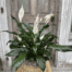 A lush peace lily with glossy green leaves and white spathe blooms, planted in a natural woven basket on a rustic wooden stand.