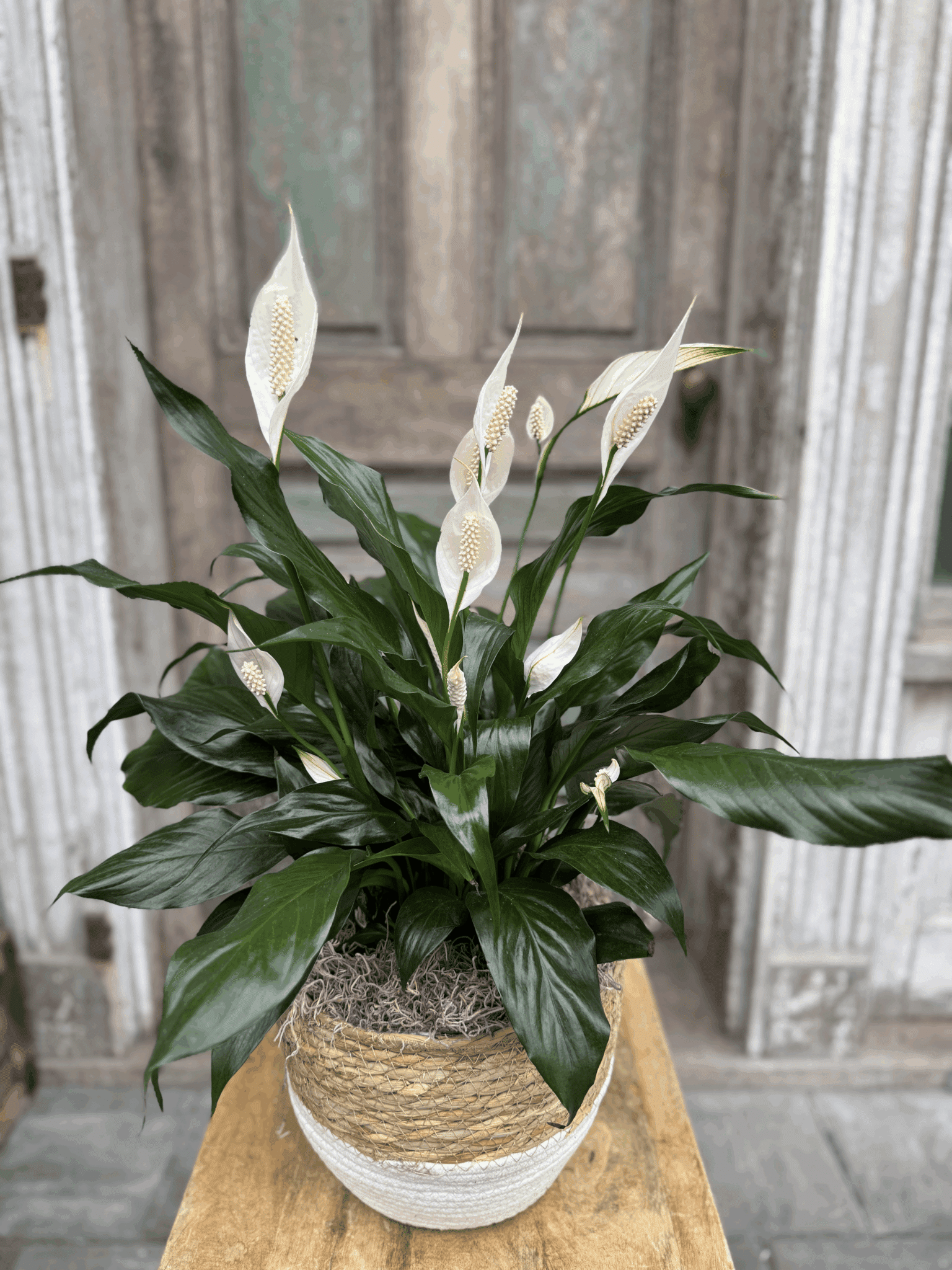 Lily Bliss Basket