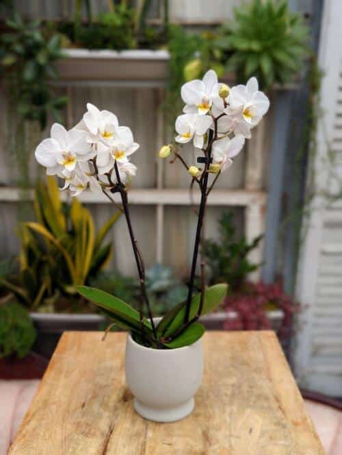 A 3.5" grey pot with a white multi stem orchid