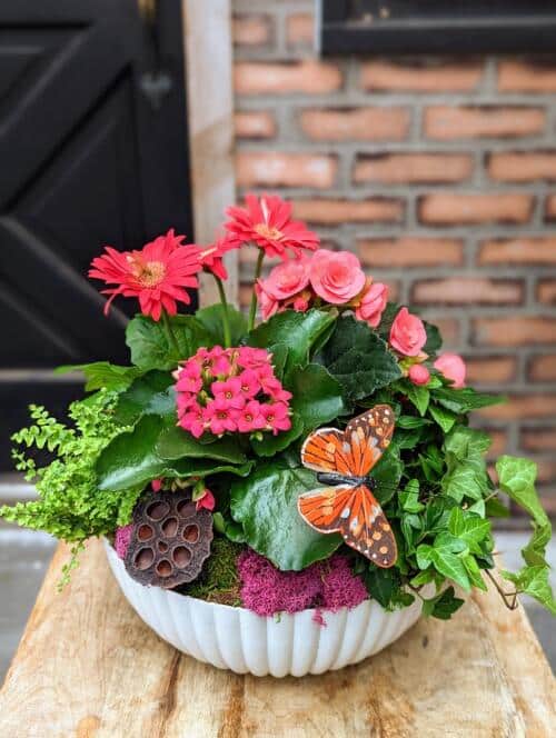 A white scalloped container filled with hot pink flowers such as gerbera, begonias, and kalanchoe, Lush green fern and trailing ivy. Topped with an orange butterfly and a next of pink reindeer moss.