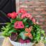A white scalloped container filled with hot pink flowers such as gerbera, begonias, and kalanchoe, Lush green fern and trailing ivy. Topped with an orange butterfly and a next of pink reindeer moss.