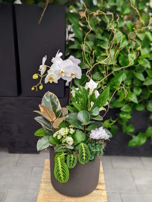 A large charcoal planter featuring a white orchid, white calla lily, prayer plant, variegated rubber tree. Mini white kalanchoe and cyclamen. Finished with reaching curly willow branches.