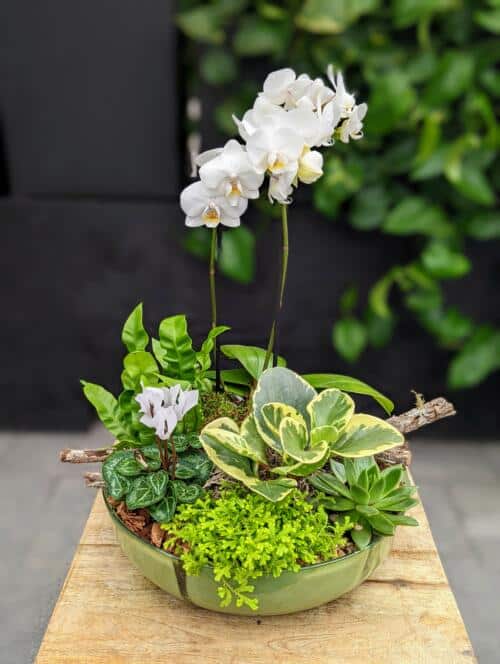 A large green glass bowl overflowing with green and white tropical plants. featuring white orchids, white cyclamen, a crispy wave fern, variegated tropicals and succulents. In a bed of sheet moss, orchid bark and a variety of stones. 3 mossy mini logs laid across the planter.