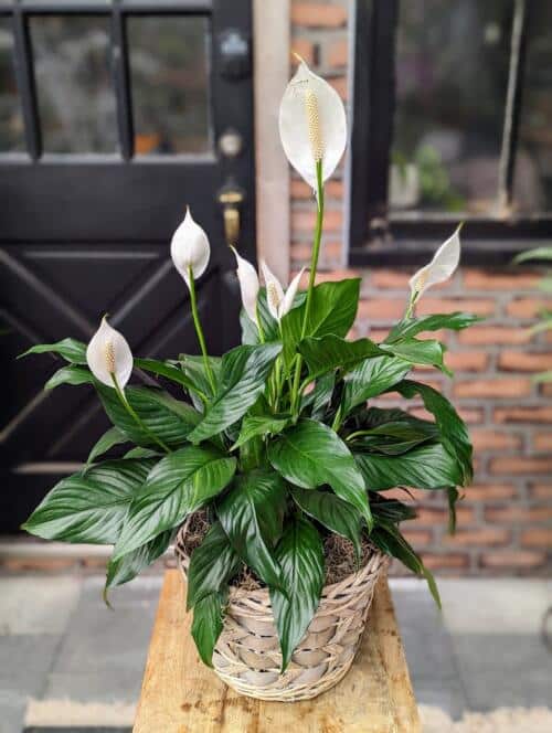 6" peace lily planted in a grey woven basket in a nest of natural spanish moss
