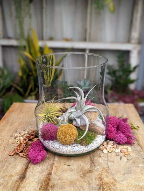 The Watering Can | This DIY kit features a glass vase where you will build your aerium in. It comes with an assortment of decorations and two air plants.