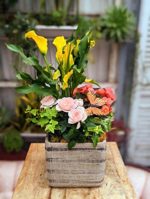 A lightly striped grey square container filled with tropical blooms. Including a yellow calla lily, fragrant mini rose, peach begonia and trailing ivy. Decorated with an orage butterfly and a nest of mosses.