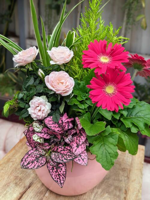A pink heart-eqsue container filled with pink and green tropicals. featuring a lemon cypress tree, hot pink gerberas, soft pink fragrant mini roses, a pink polka dot plant and a spider plant. All surrounded by bright green spanish moss
