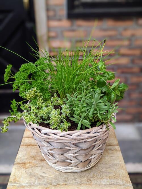 A grey wicker basket filled with spring Herbs, Lavender, parsley, thyme, chives and basil.