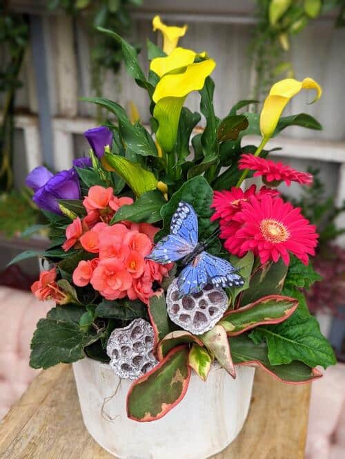 a white marble container filled with colourful tropical plants. featuring yellow calla lilies, hot pink gerbera, peach begonias, purple lisianthus and more with a blue wired butterfly.
