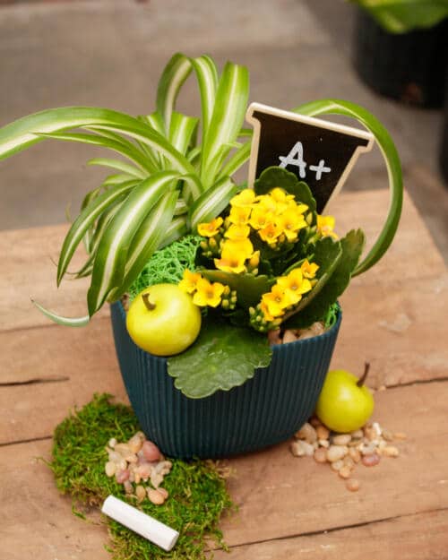 The Watering Can | This kit includes a container, 2 plants, mini chalkboard sign, an apple decoration and moss plus soil.
