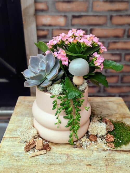 The Watering Can | This kit includes 2 succulents and a pink kalanchoe to make your planter. Along with soil and moss this kit is amazing.