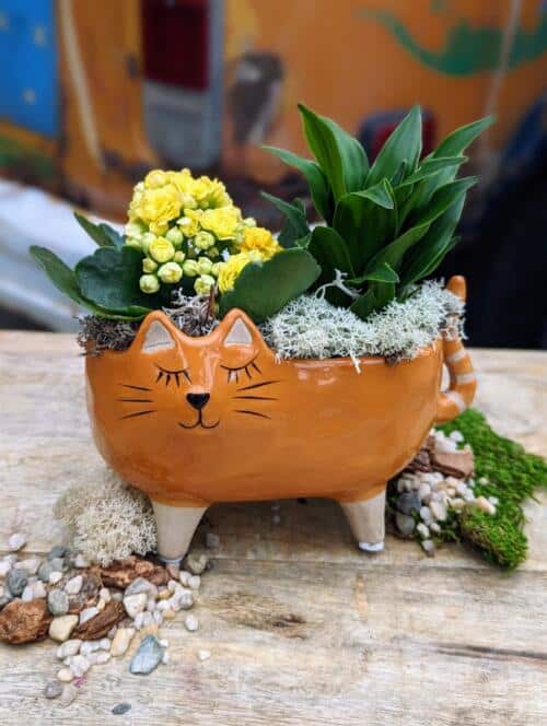 The Watering Can | This DIY kit features an orange cat pot and comes with a kalanchoe and a tropical plant.