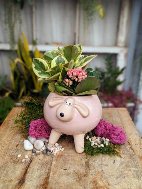 The Watering Can | This DIY kit features a pink sheep pot and comes with a peperomia and a kalanchoe plant.