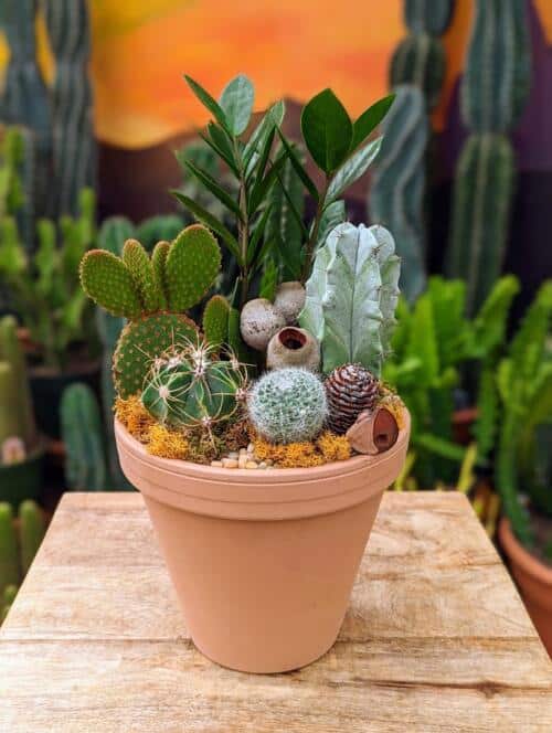 A terracotta clay container filled with a variety of succulents and cacti as well as a green ZZ plant.
