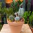A terracotta clay container filled with a variety of succulents and cacti as well as a green ZZ plant.