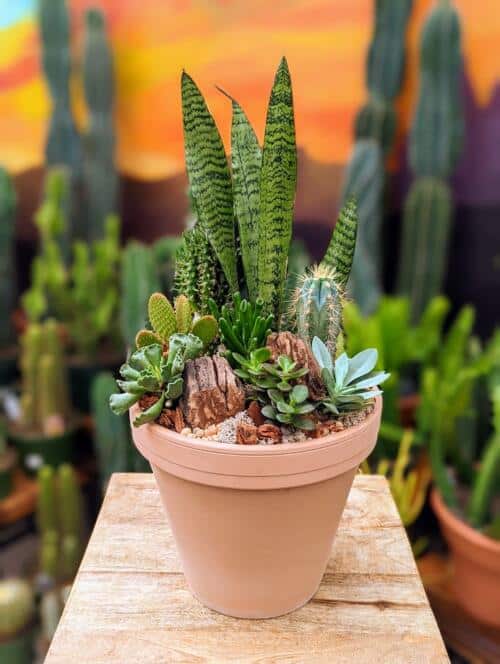 a terracotta clay container filled with assorted succulents and cacti including a tall snake plant on a bed on white reindeer moss and stones with wood features to add texture and interest.