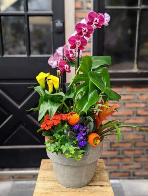 A grey terracotta plant pot filled with tropical blooms. A towering purple orchid, 6" monstera, yellow calla lily, bright orange bromeliad and kalanchoe, purple african violet and more. also includes orange decor.
