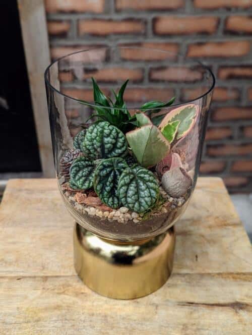A gold and glass pedestal terrarium featuring a dark green dracaena, light pink and green varigated peperomia, and deep green textured peperomia. All in a bed of orchid bar, white stones and moss with pinecones and pod features.