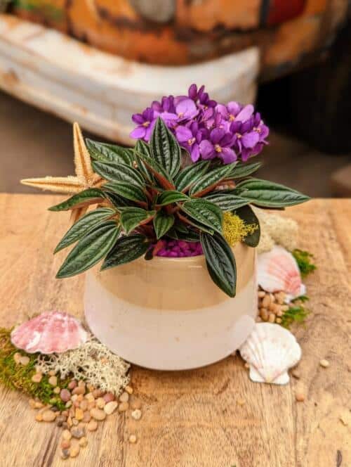 A pale yellow and white container filled with a purple mini african violet, dark green peperomia, purple stones and yellow moss adorned with starfisha nd seashells.