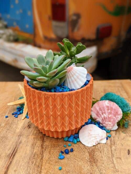 The Watering Can| This kit features an orange pot with 2 assorted succulents, stones and a seashell for decorating with.