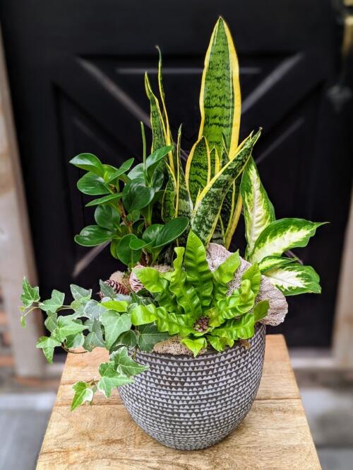 A grey and white cement container filled with green and white air purfying plants. Featuring a tall snake plants, dieffenbachia, variegated ivy, crispy wave fern and more in a bed of moss and white moss accented with a dried mushroom and pinecones.