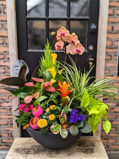 A large grey container filled with tropical plants. Featuring a burgundy rubber plant, lime pothis, peach orchids, lemon cypress, yellow roses & calla lilies, pink peperomia, hot pink kalanchoe and so much more.