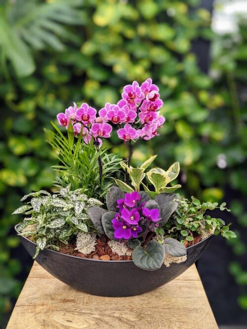 A charcoal oblong container filled with purple pet friendly plants. featuring a purple multstem orchid, purple african violet and a mix of green tropicals.