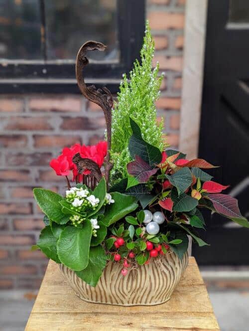 A striped beige container filledw ith tropical christmas plants. a lemon cypress, poinsettia, white kalanchoe, winter berry and more.