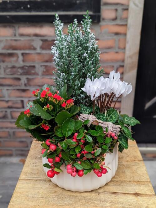 A white ceramic container filled with red and white foliage. flocked ellwoodii cypress, red kalanchoe, winter berry, white cyclamen and more.