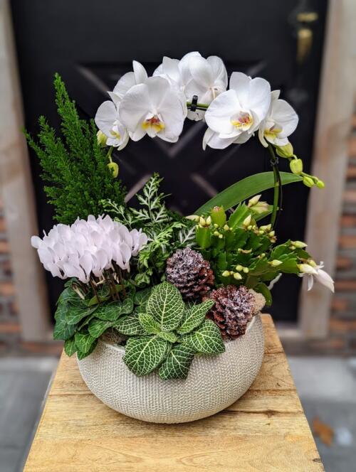 A large white ceramic filledw ith white and green blooms. featuring a hoop orchid, dark cypress, white cylcamen, white christmas cactus and more