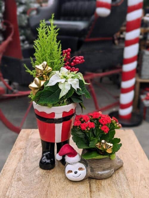 This kit features 2 containers, one shaped like santas pants and boots and the other your choice of sloth, fox or llama. You will fill them with 3 assorted festive plants, moss and decorations.