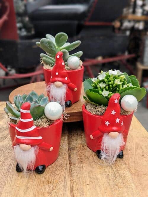 The Watering Can | This kit features 3 red gnome pots with succulents and a kalanchoe. It comes with moss and decorations to decorate with.