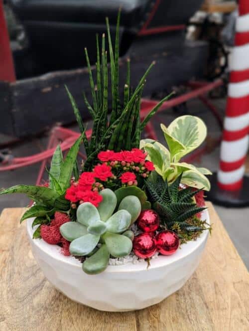 a round white ceramic filled with succulents and accented with red ornaments. a variety of green succulents, red kalanchoe and white stones.