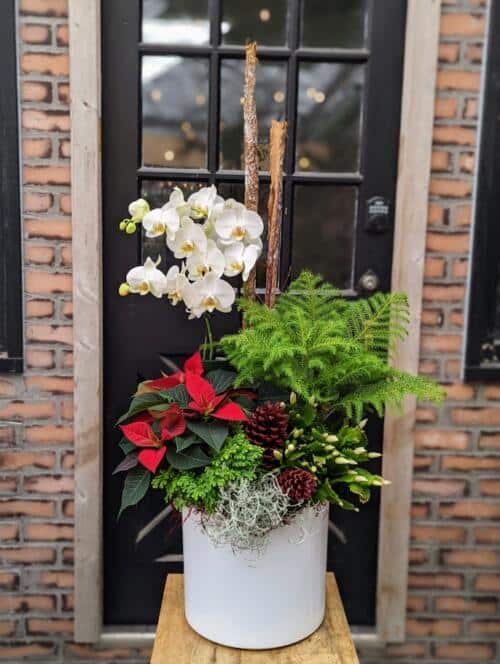 a large white ceramic filledw ith holiday coloured plants. featuring a large white orchid, norfolk pine, red poinsettia