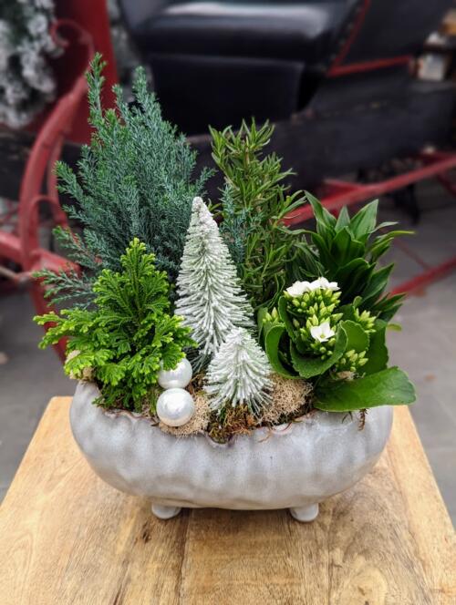 A footed white ceramic, filled with wintery topical greens. featuring a moonlit cypress, rosemary and a variety of mini tropicals.