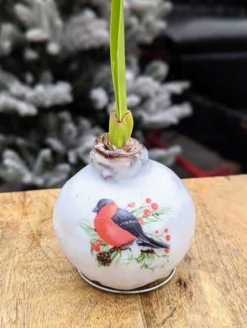 a white waxed amaryllis with a bird decal