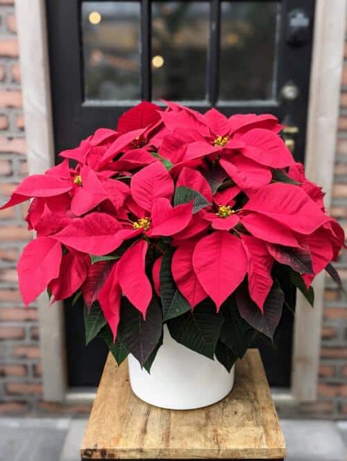 a large white ceramic with a 10" red poinsettia